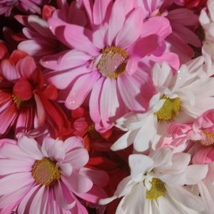 Meet your Posher, Brandi